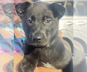 Marlow - Male Labrador Retriever-Unknown Mix Dog for Adoption - Photo #2