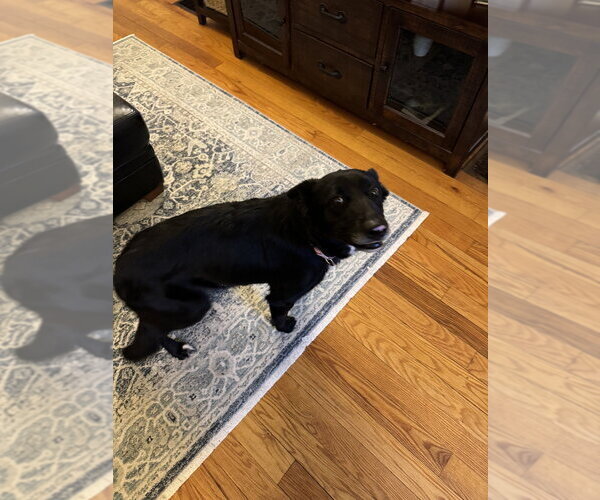 Medium Photo #2 German Shepherd Dog-Unknown Mix Puppy For Sale in Aurora, IN, USA