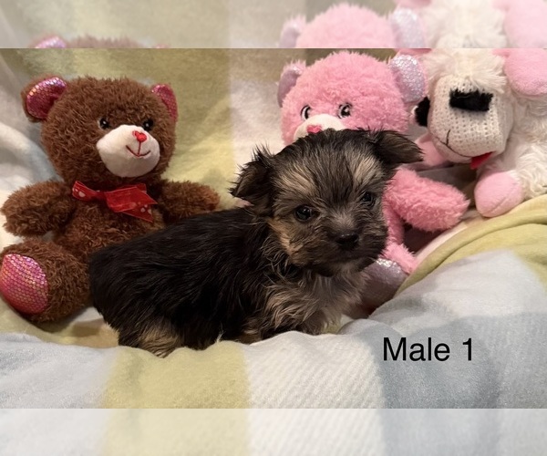 Medium Photo #2 Morkie Puppy For Sale in GUTHRIE, KY, USA
