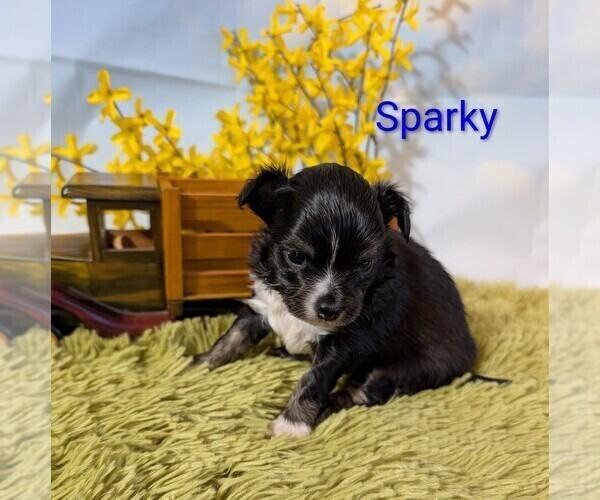 Medium Photo #4 Chihuahua Puppy For Sale in LEBANON, PA, USA