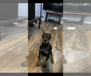 Doberman Pinscher Puppy for sale in MORGANTON, NC, USA