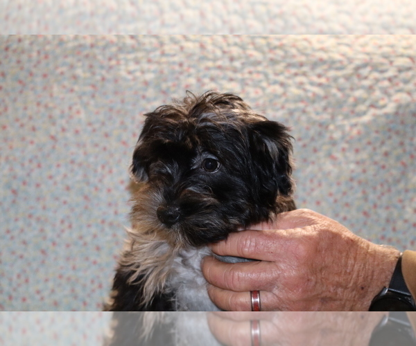 Medium Photo #17 Yorkiepoo mix (+ Poodle Toy) Puppy For Sale in DYERSBURG, TN, USA