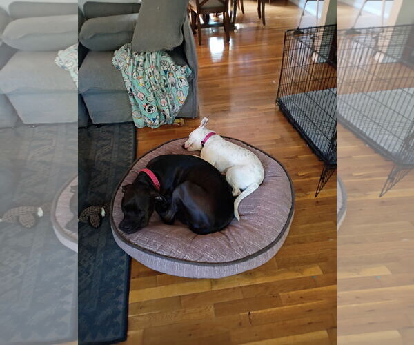 Medium Photo #4 Bullboxer Pit Puppy For Sale in Rockaway, NJ, USA