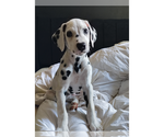 Small #3 Dalmatian