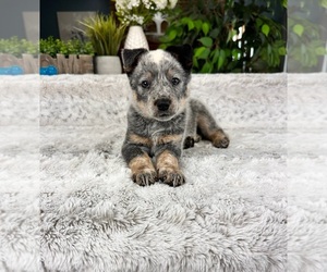 Australian Cattle Dog Puppy for Sale in GREENFIELD, Indiana USA