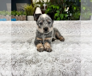 Australian Cattle Dog Puppy for sale in GREENFIELD, IN, USA