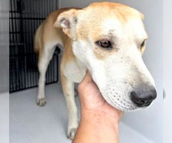 Medium Photo #1 Carolina Dog-Unknown Mix Puppy For Sale in Houston, TX, USA