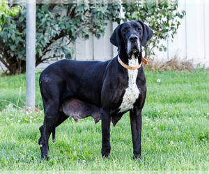 Mother of the Great Dane puppies born on 06/02/2026