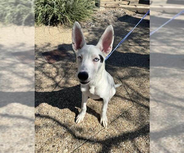 Medium Photo #2 Siberian Husky-Unknown Mix Puppy For Sale in Grand Prairie, TX, USA