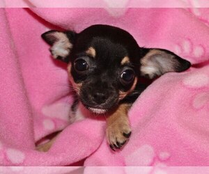Medium Chihuahua