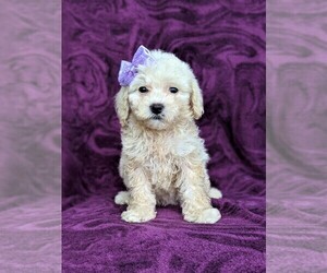 Goldendoodle Puppy for sale in OXFORD, PA, USA