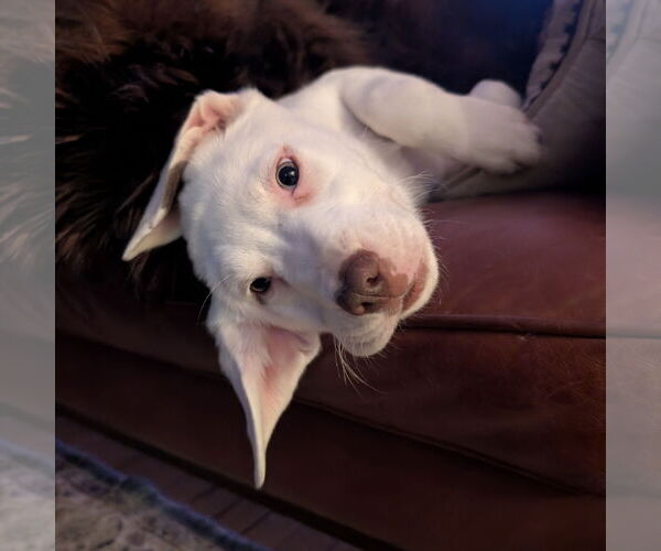 Medium Photo #3 Pointer-Unknown Mix Puppy For Sale in Fargo, ND, USA