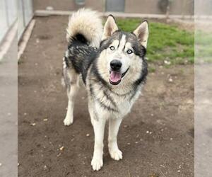 Alaskan Malamute-Unknown Mix Dogs for adoption in Modesto, CA, USA