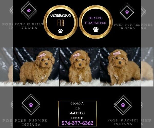 Medium Photo #2 Maltipoo Puppy For Sale in WARSAW, IN, USA