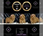 Small #1 Maltipoo