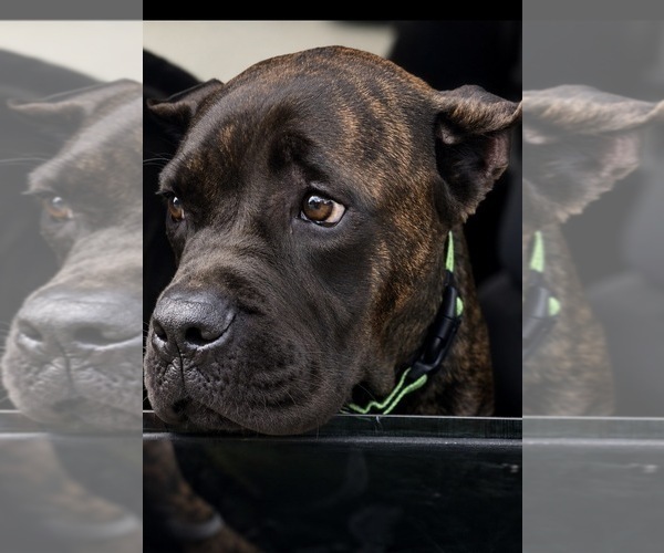 Medium Photo #2 Cane Corso Puppy For Sale in ANDERSON, IN, USA