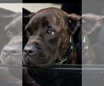 Small #1 Cane Corso