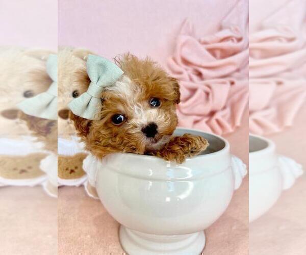 Medium Photo #19 Poodle (Toy) Puppy For Sale in BELLAIRE, TX, USA