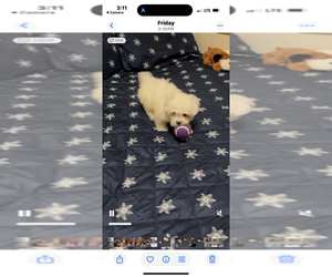 Poodle (Toy)-Yorkshire Terrier Mix Puppy for sale in BENSON, NC, USA