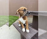 Small #5 Mutt