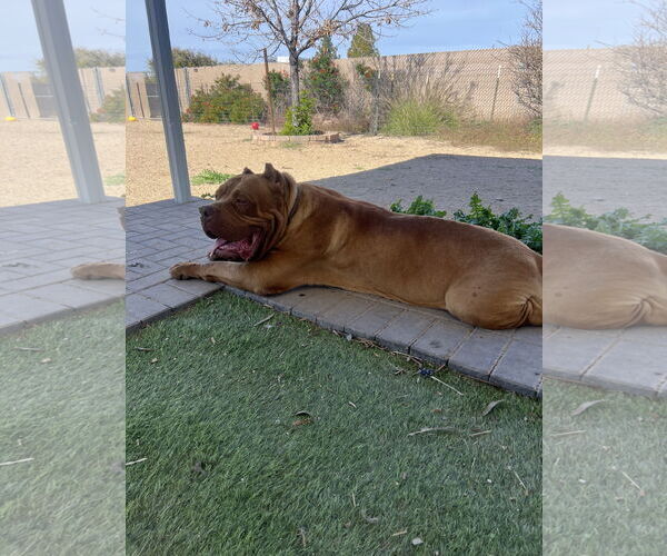 Medium Photo #4 Mastiff Puppy For Sale in Goodyear, AZ, USA