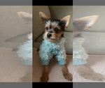 Small #5 Mutt