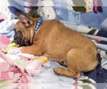 Small Photo #6 French Bulldog Puppy For Sale in MILWAUKEE, WI, USA