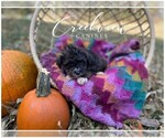 Small #5 Schnoodle (Miniature)