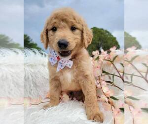 Goldendoodle Puppy for sale in KISSIMMEE, FL, USA