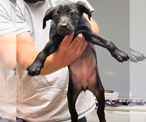 Labrador Retriever Dogs for adoption in garner, NC, USA