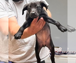 Small Labrador Retriever