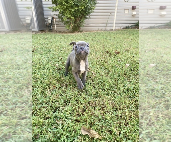 Medium Photo #8 Faux Frenchbo Bulldog Puppy For Sale in FREDONIA, KS, USA