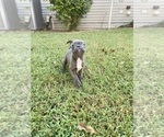 Small Photo #8 Faux Frenchbo Bulldog Puppy For Sale in FREDONIA, KS, USA