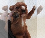 Small #7 Cavalier King Charles Spaniel