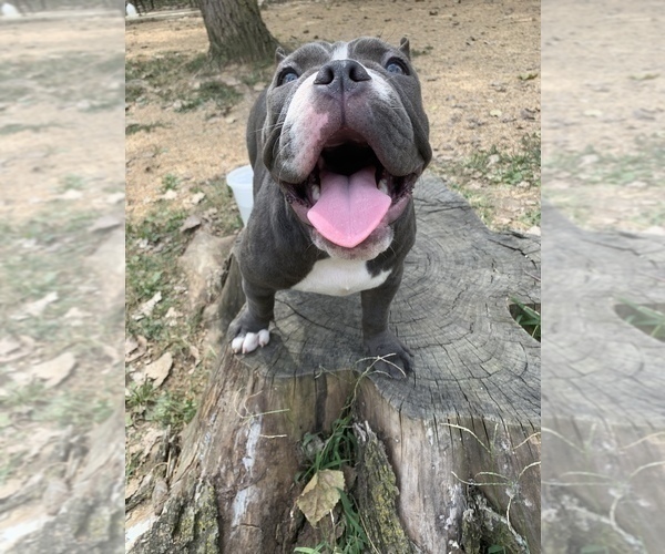 Medium Photo #6 American Bully Puppy For Sale in COLLEGE PARK, MD, USA