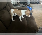Small Photo #10 American Pit Bull Terrier Puppy For Sale in BUFFALO, NY, USA