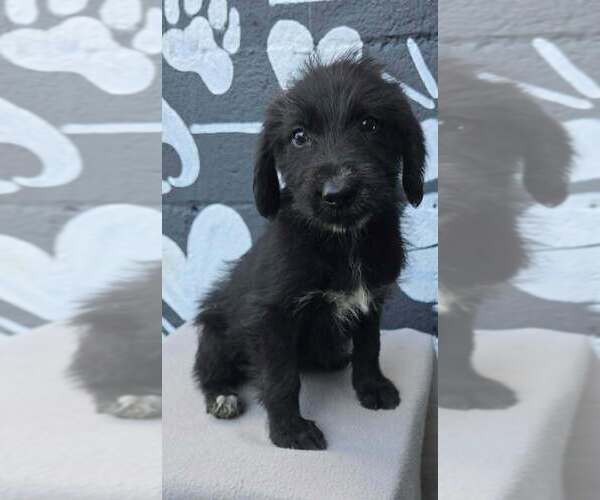 Medium Photo #1 Labrador Retriever-Unknown Mix Puppy For Sale in Brewster, NY, USA