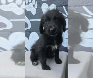 Labrador Retriever-Unknown Mix Dogs for adoption in Brewster, NY, USA