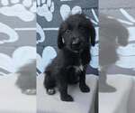 Brooke (B Squad) - Female Labrador Retriever-Unknown Mix Dog for Adoption - Small photo