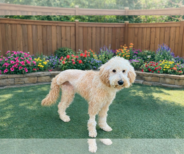 Medium Photo #4 Poodle (Standard) Puppy For Sale in Clovis, CA, USA