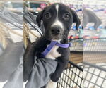 Small #2 American Pit Bull Terrier-Labrador Retriever Mix