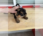 Small #3 Yorkshire Terrier