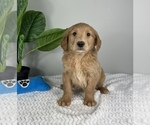 Small Photo #3 Goldendoodle (Miniature) Puppy For Sale in FRANKLIN, IN, USA