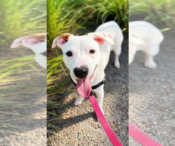 Medium Photo #2 Boxer-Unknown Mix Puppy For Sale in Pompano Beach , FL, USA