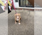 Small #3 American Bully