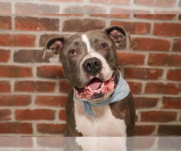 Medium Photo #2 Bull Terrier-Bulldog Mix Puppy For Sale in St. Louis Park, MN, USA