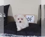 Small #2 Havanese