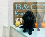Small Photo #5 Goldendoodle Puppy For Sale in CLARE, IL, USA