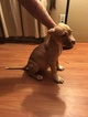 Small Photo #5 American Bully Puppy For Sale in ABERDEEN, NC, USA