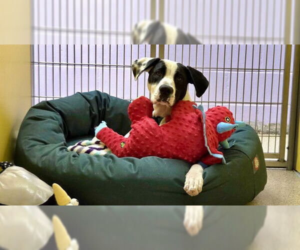 Medium Photo #2 American Bulldog-Unknown Mix Puppy For Sale in Ames, IA, USA